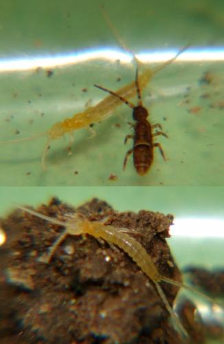 Réf. 246 978 : Campodeinae inconnu